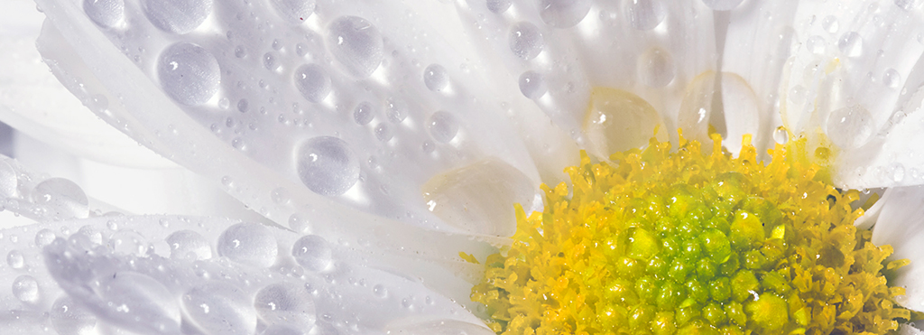 Pemphigus… What the Heck???